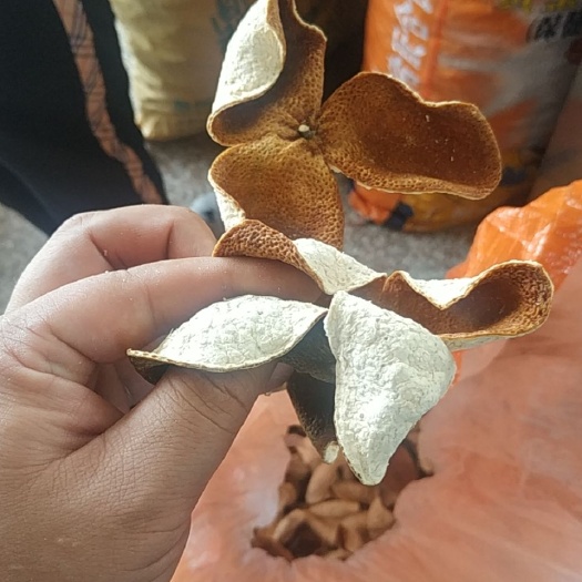 紫金县 供应陈皮