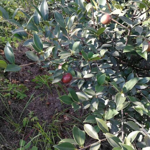 湘潭县有林地 5年500亩油茶林