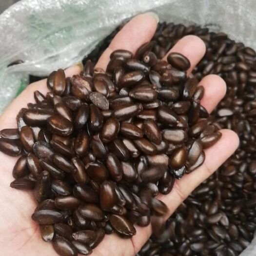 凭祥市释迦果种子  （又名:番荔枝 佛头果）