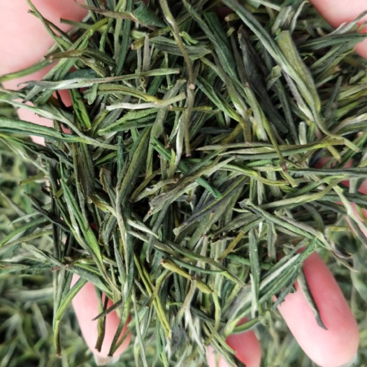 松阳县 直销批发，2019新茶白茶毛峰，高山云雾茶叶，散装绿茶