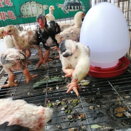 南宁东涛鸡苗 越南纯种东涛鸡