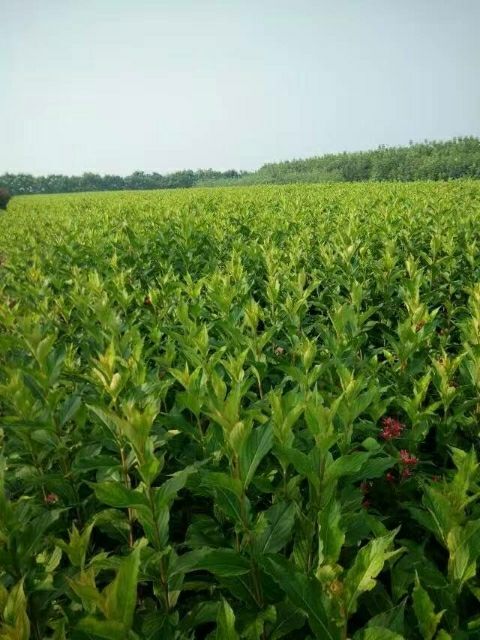 望都县锦带花  河北红王子锦带20万株规格齐全枝条粗壮耐寒抗旱