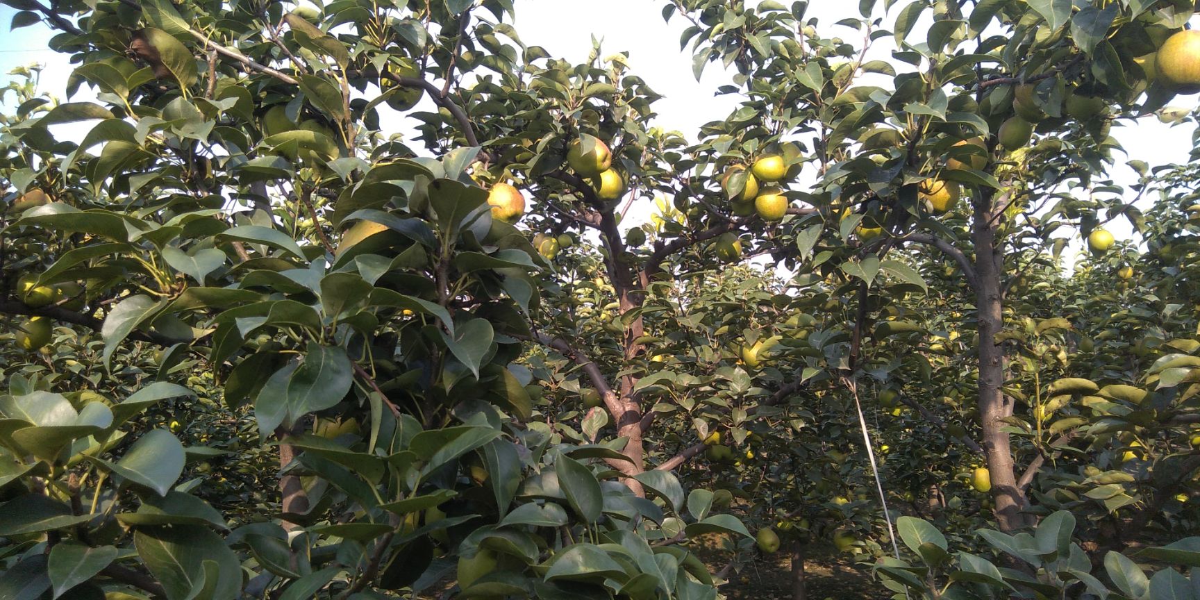  新梨7