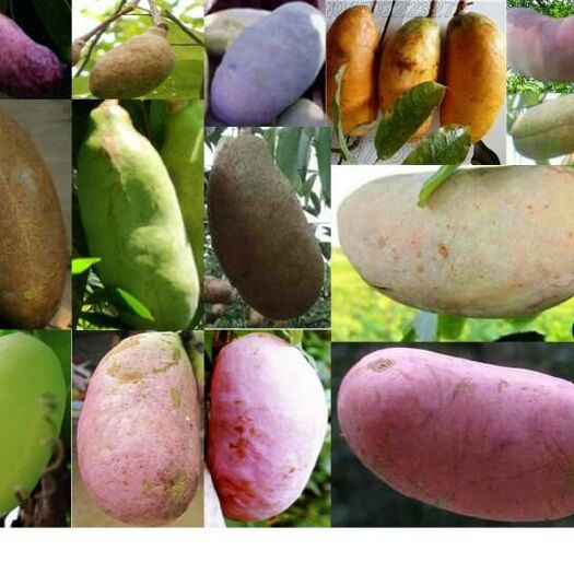 桑植县 专业批量低价销售各种优质八月瓜果品及苗木