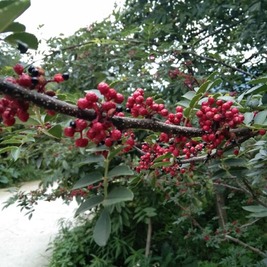 汉源县红花椒苗 出售各种树苗，花辣苗，果树苗，干果苗