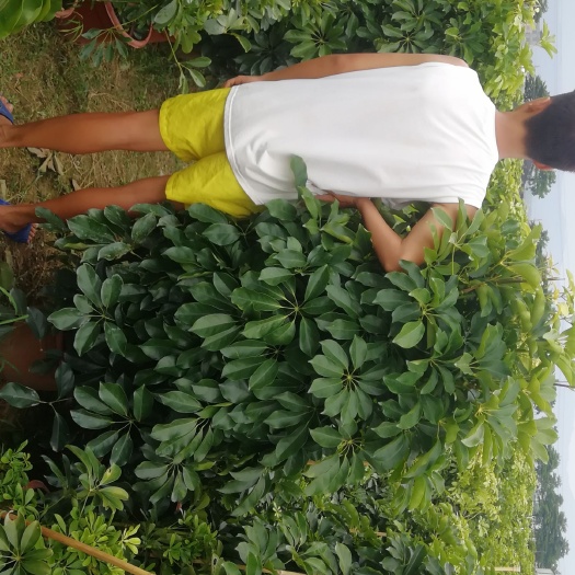 肇庆鸭脚木盆栽 鸭脚木，鹅掌才