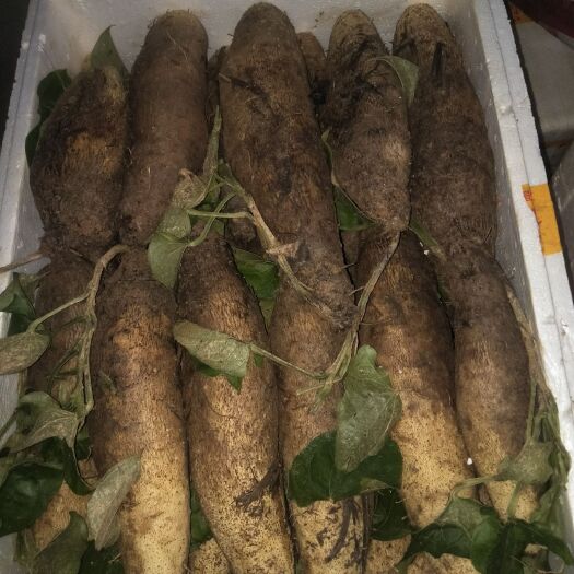 株洲白板薯 1斤以上