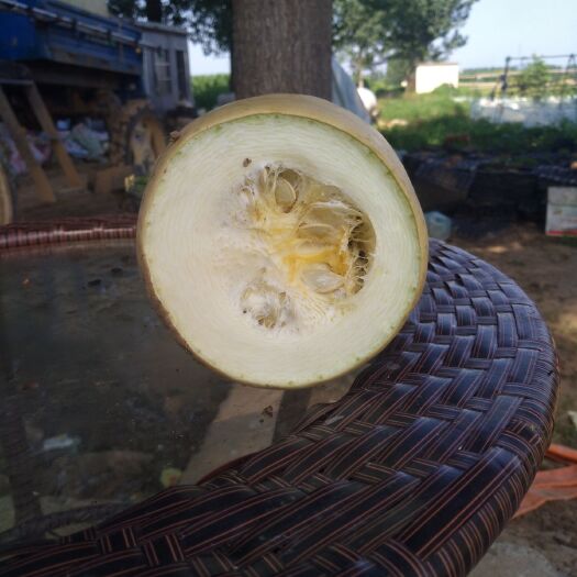宜阳县 供应老西葫芦