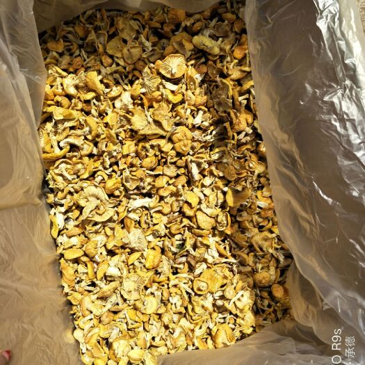围场县 坝上野生小黄蘑，长期供应超市、酒店可开发票，有质检报告。