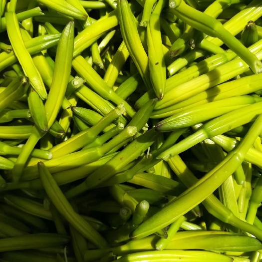 东平县普通黄花菜 一级 袋装