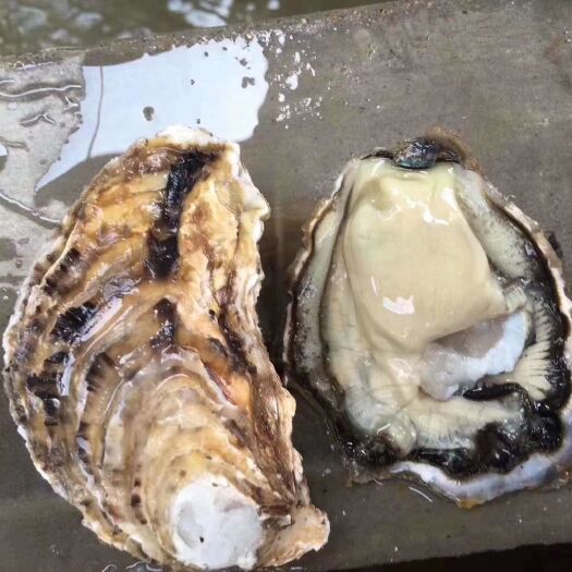 乳山市珠海生蚝 三倍体5-6