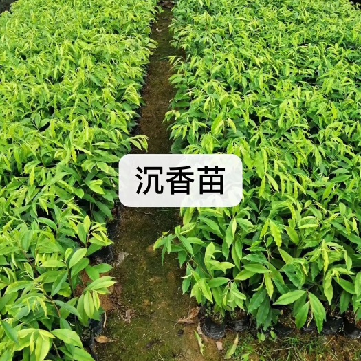 茂名 大量奇楠沉香苗出售 包技术包售后 不同规格不同价位
