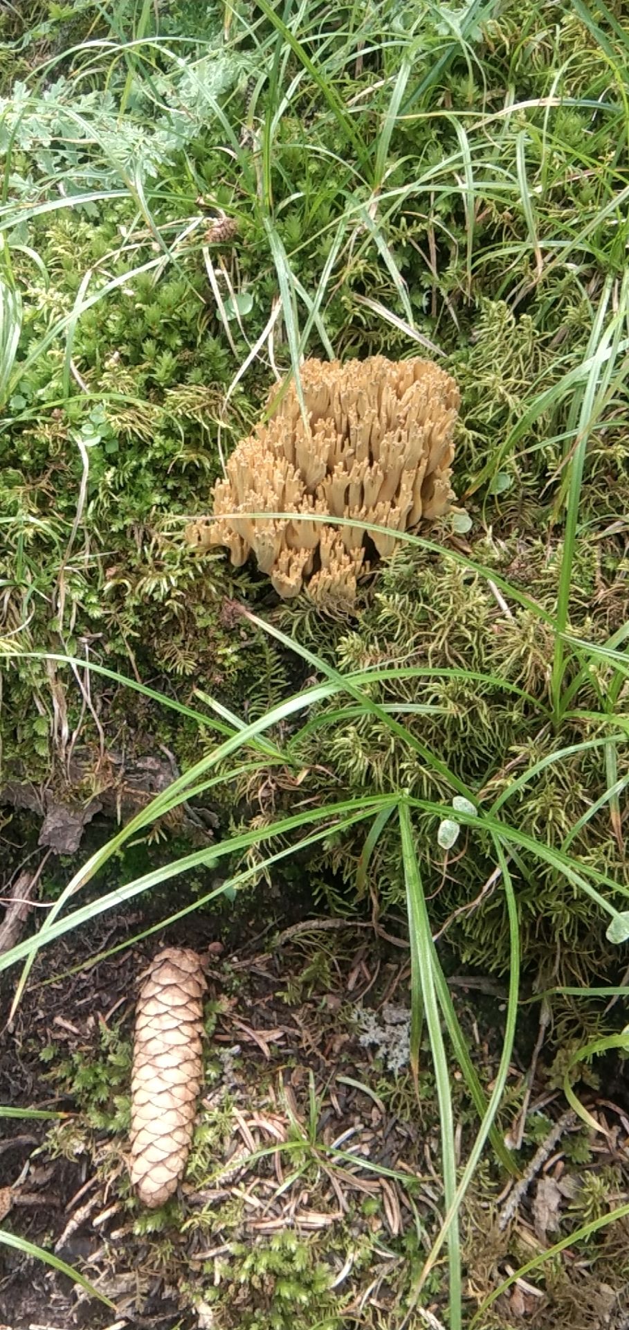 野生鹿茸菌图片图片