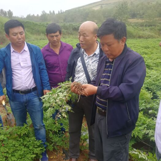 互助县在两个月鲜当归就新产了，欢迎各路老板来收购