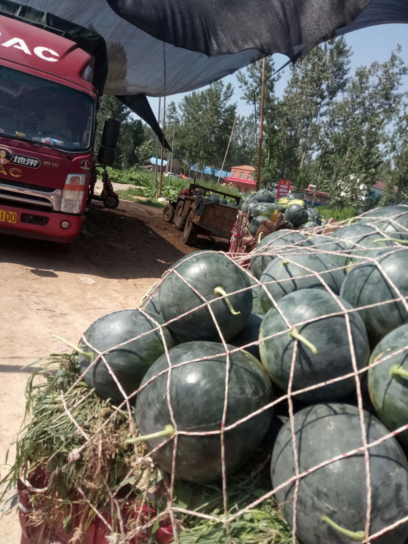  黑无籽西瓜，大量上市了，万亩地