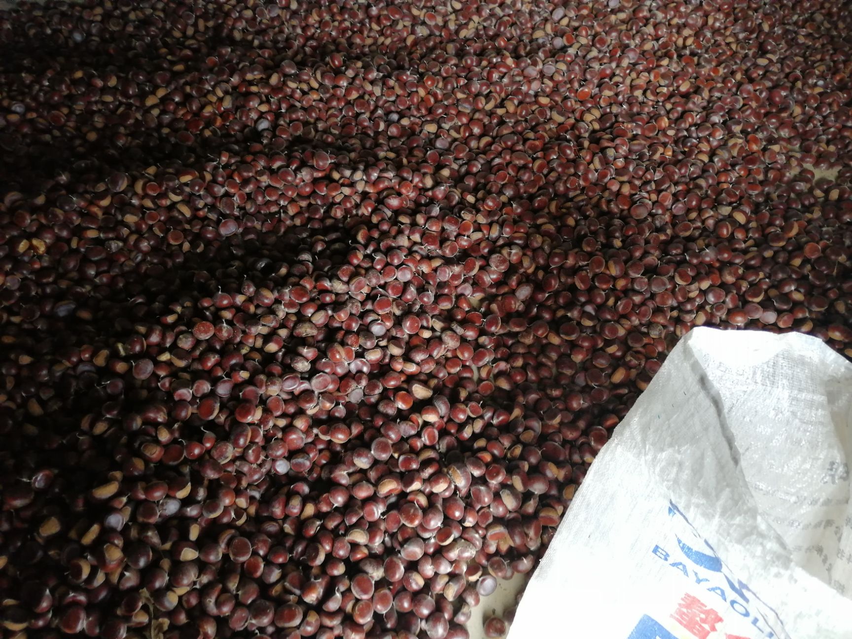 云南板栗 一级 中粒