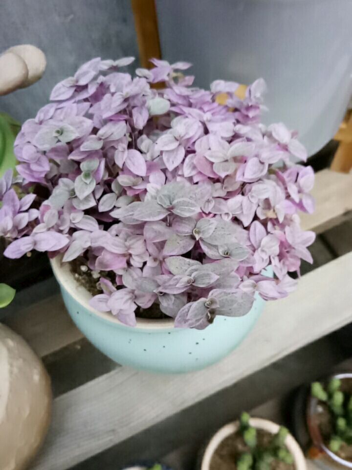  多肉植物，胭脂云两颗包邮