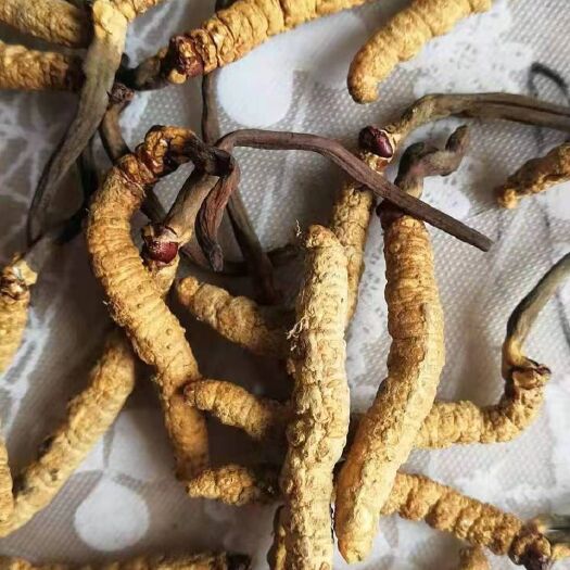 丽江 冬虫夏草有需要的联系