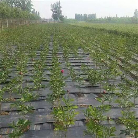 德州 除草布 防草布 果园地布 防草毯 厂家直销
