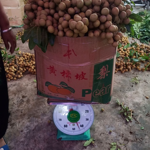 保山石硖龙眼 主要品种:石硖    储良
福眼    早白露