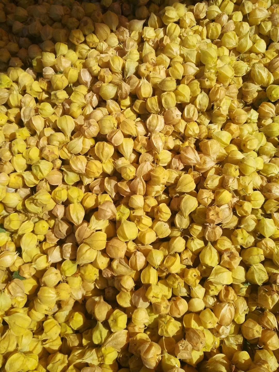  菇娘果内蒙古呼伦贝尔莫旗菇娘之乡大量上市