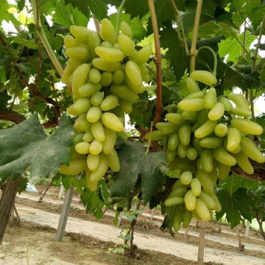 宁陵县金手指葡萄  高甜度金手指，大棚，品质优良，7-9月上市，可预订！