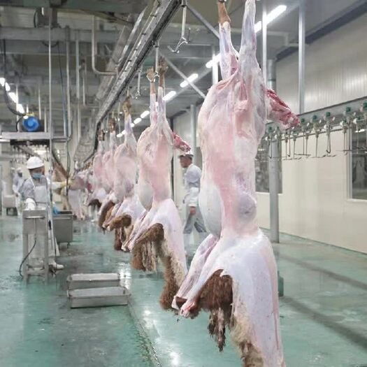 特克斯县 来自新疆八卦城草原羊肉