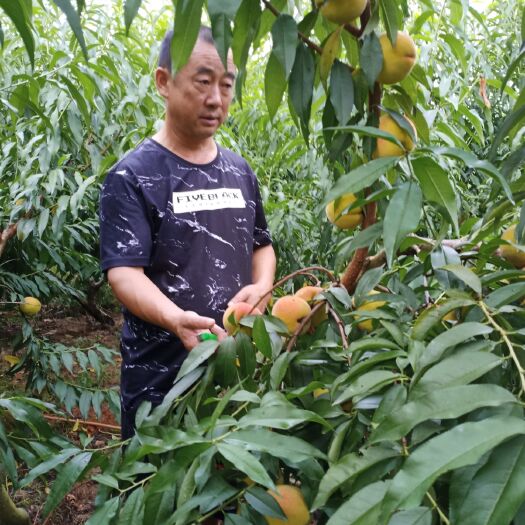 溆浦县 溆浦黄桃，甜香可口。