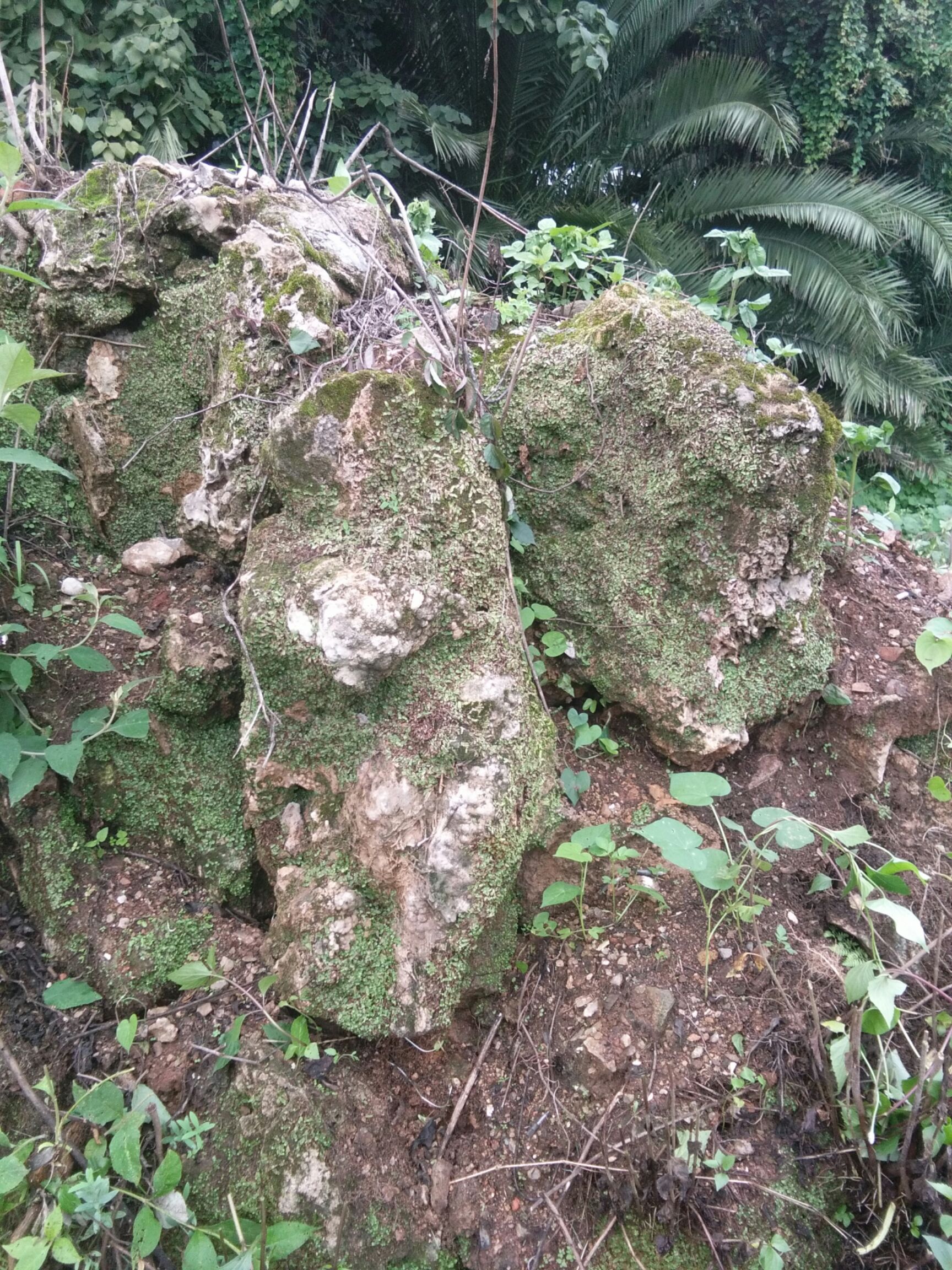 其他行業 聯繫商家 商家還在供應 水石榕產地行情