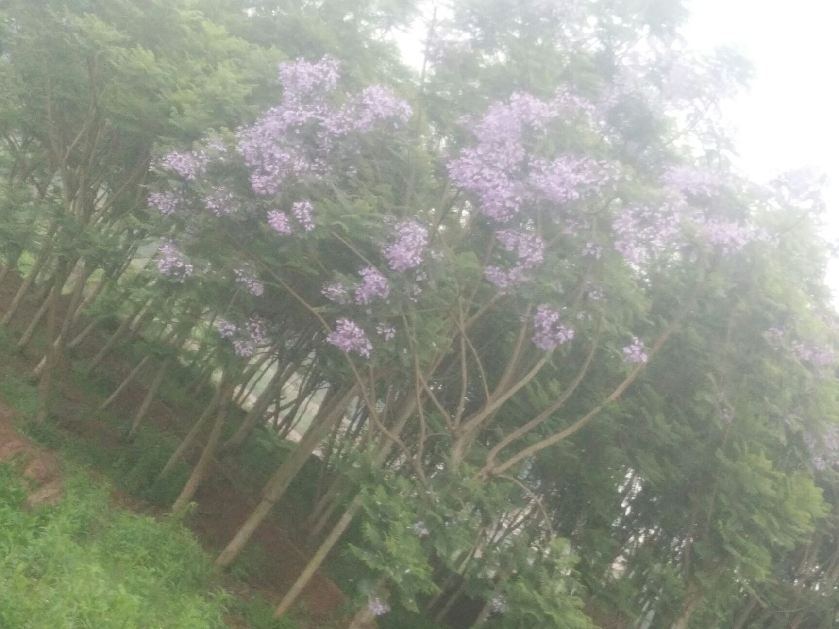乔木  蓝花楹