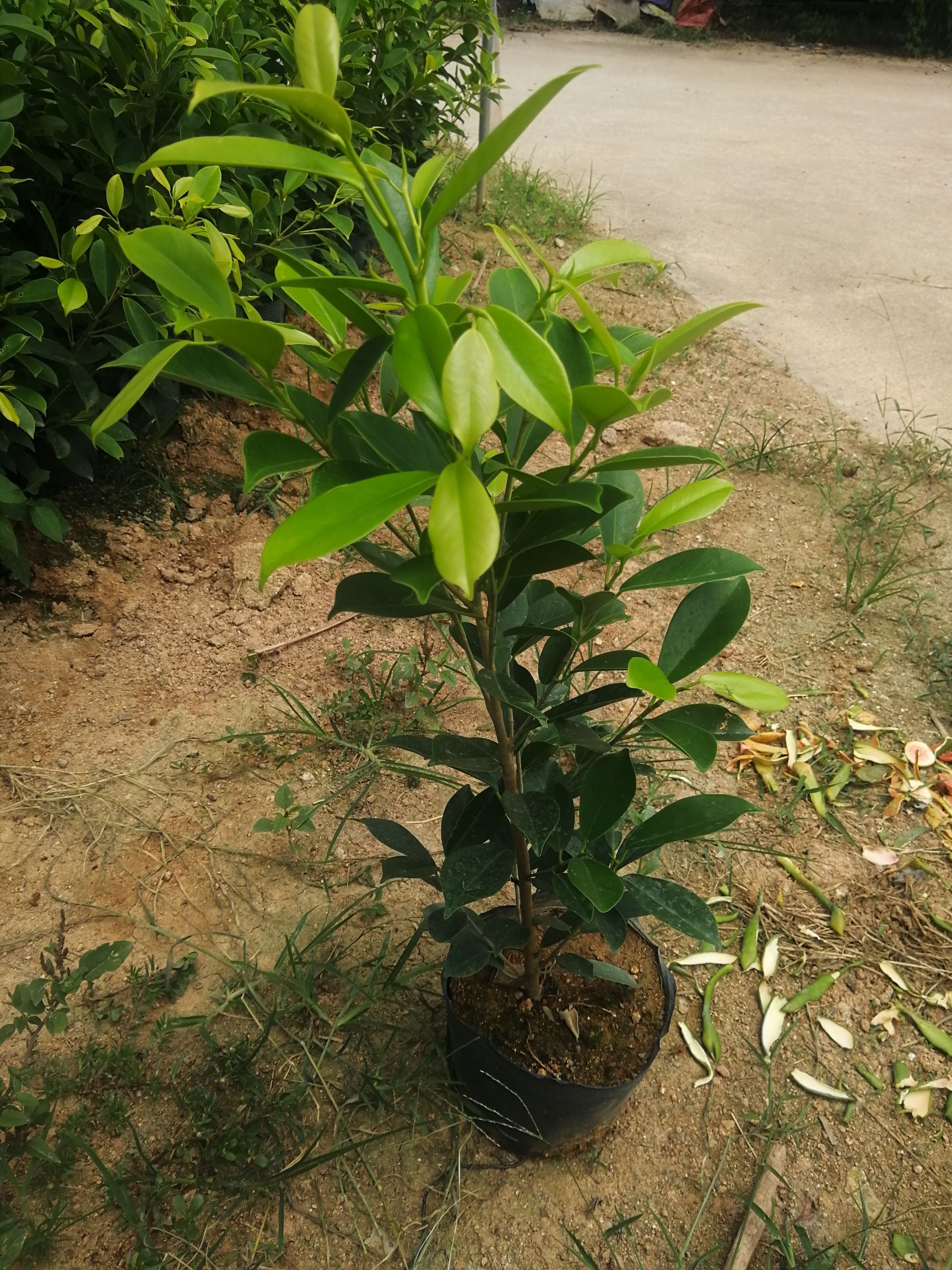 金叶榕 18杯黄金榕