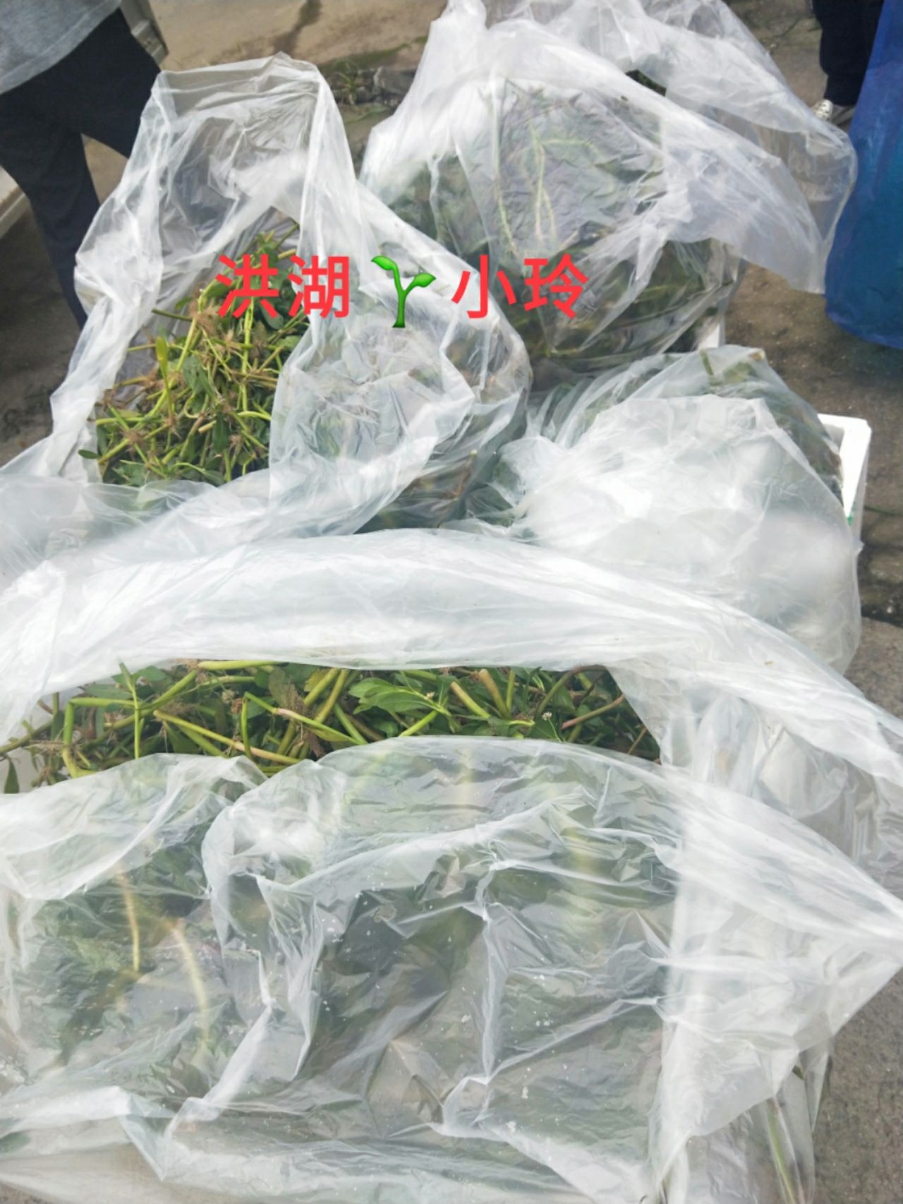 水花生 空心莲子草 鱼虾蟹专用水草 量大价优 包邮