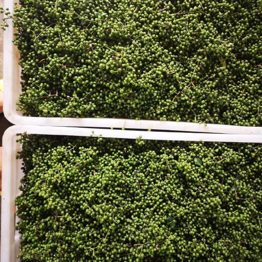 绵竹市 大量批发青花椒