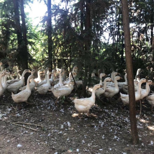 南城县大三花鹅 为养户省时省力