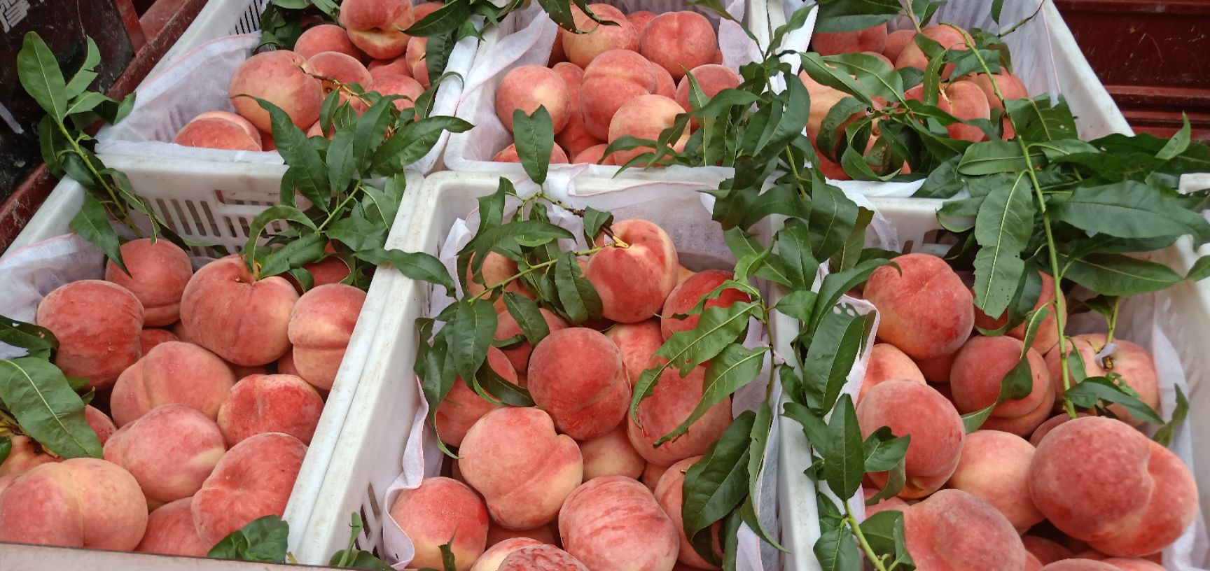  精品水蜜桃成熟了