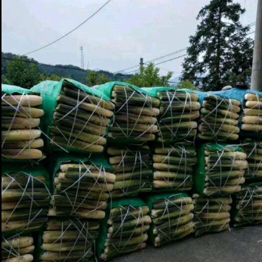 武汉浙大三号茭白 八月茭