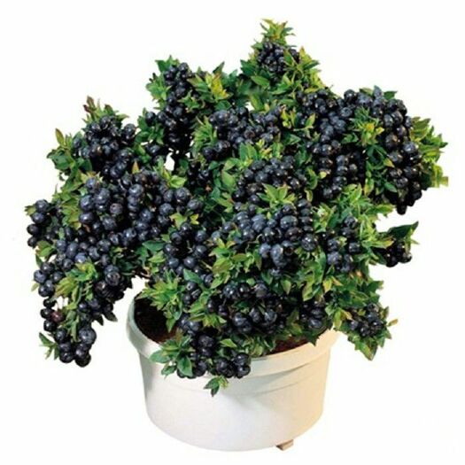 泰安 蓝莓苗 南方  北方种植当年结果四季苗盆栽地栽蓝莓树