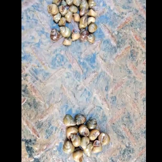 全椒县 淡水螺蛳，量大优惠