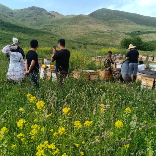 特克斯县 无污染，野党参蜂蜜  假一赔百
