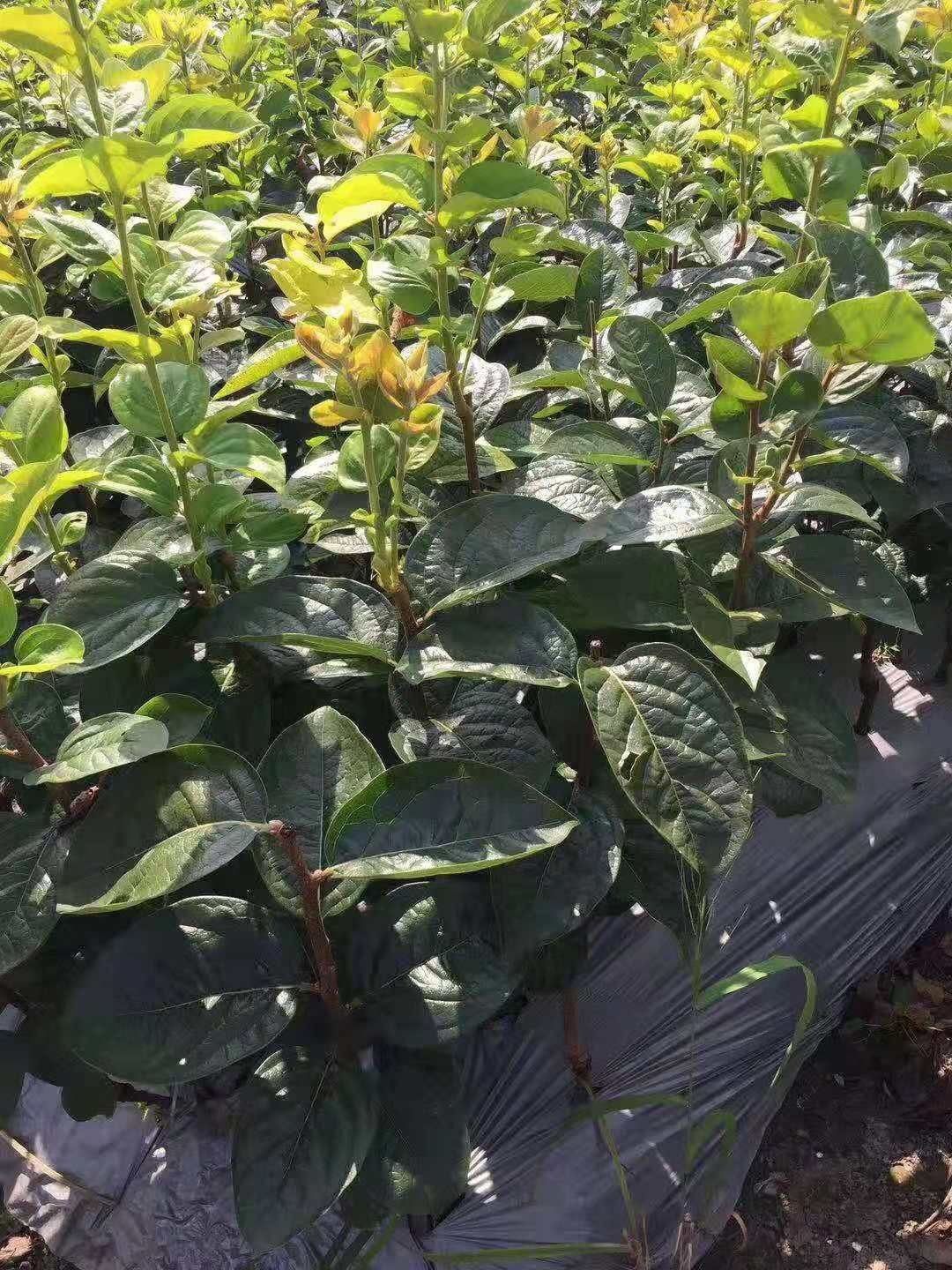 太秋甜柿苗  大(太)秋甜柿苗 保证正品苗