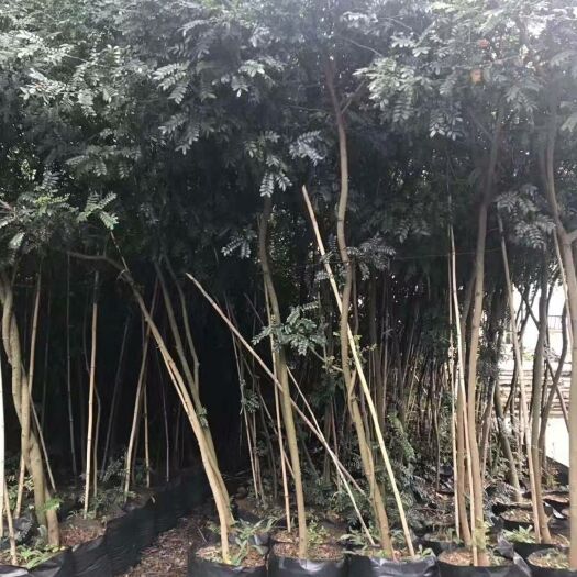 蒙自市清香木苗 清香木