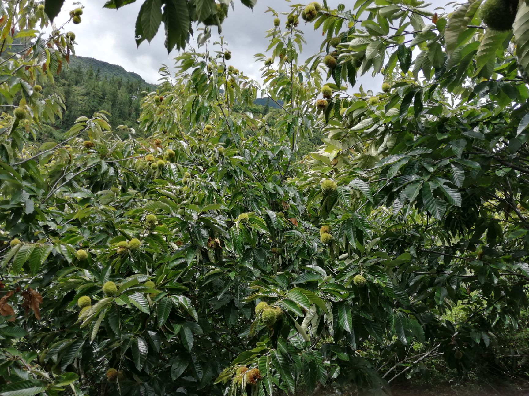 云南板栗 一级 中粒