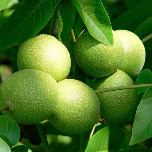 宝鸡 新鲜核桃，八月下旬大量上市