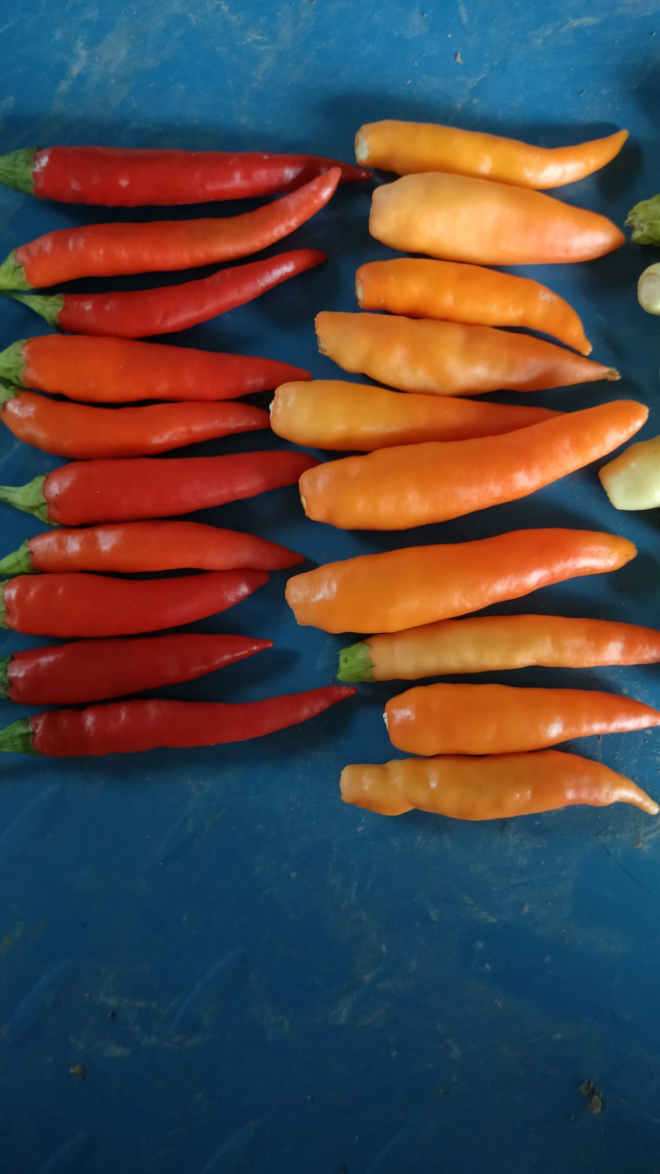 红泡椒 泡椒（黄，红）