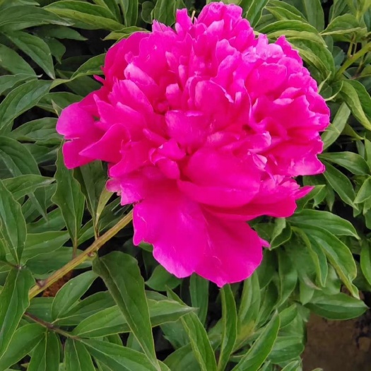 菏泽多花芍药 0.5米以下 20cm以上