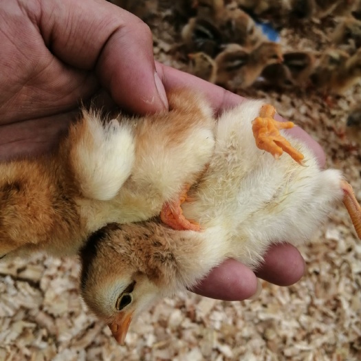 南宁 三黄鸡苗