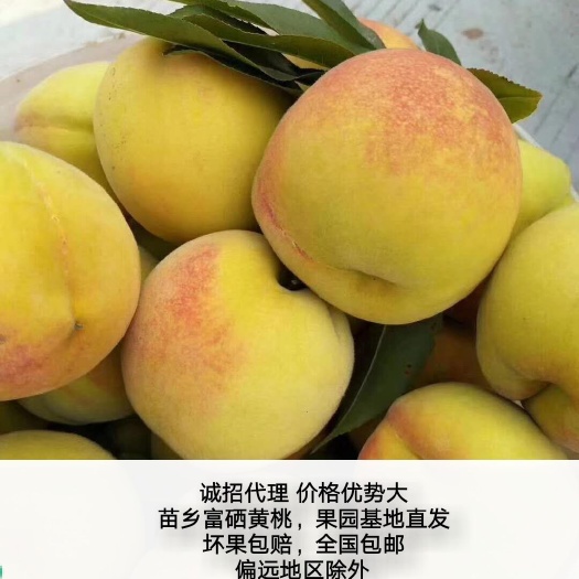 麻阳县 富硒锦绣黄桃 奇诺果园现摘现发新鲜水果5斤包邮 一件代发