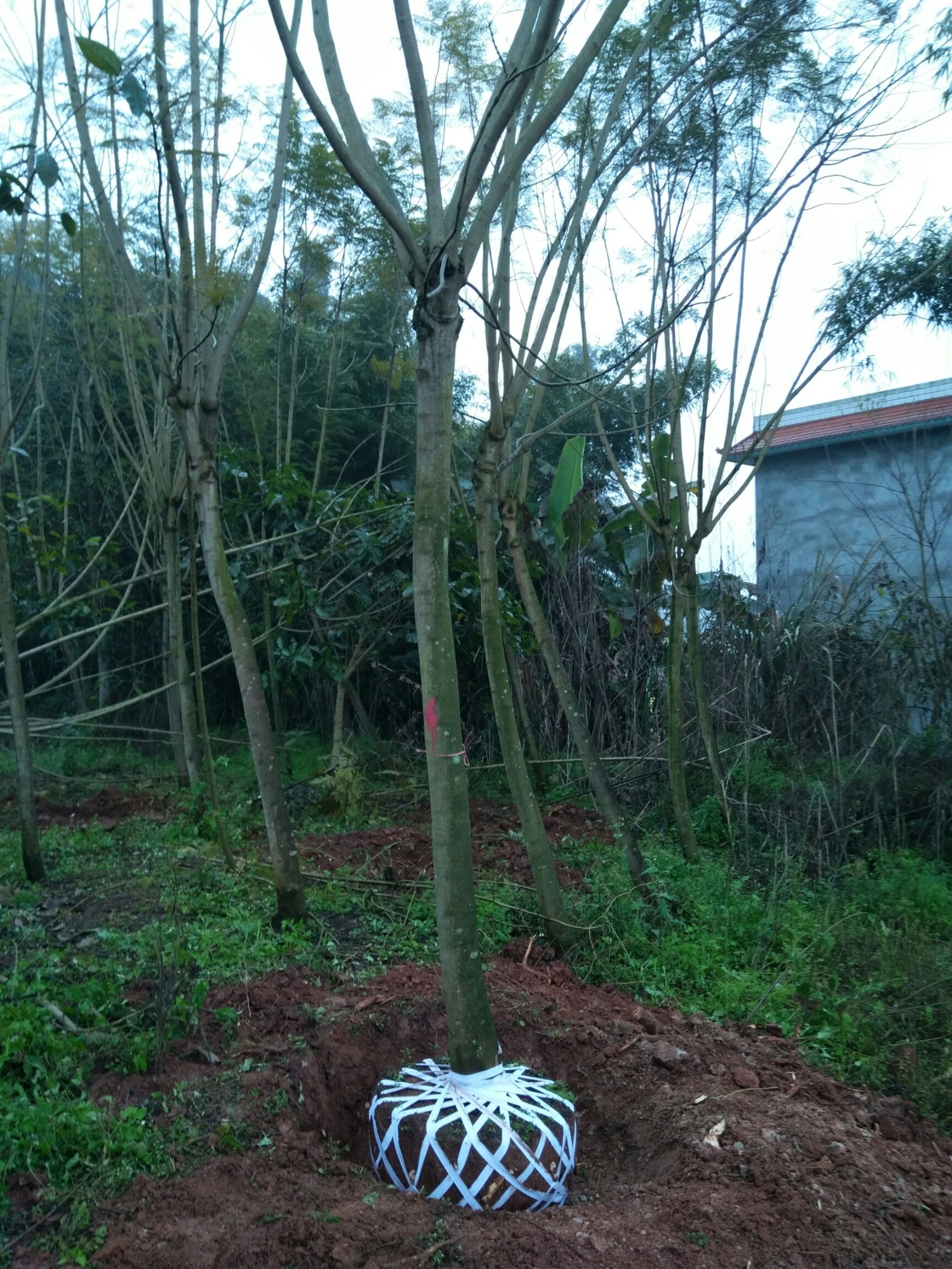 乔木  蓝花楹