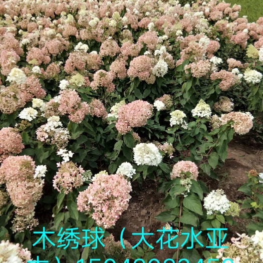 开原市 出售木绣球，木绣球花，