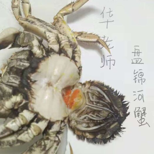 盘山县 正宗盘锦河蟹一件代发 河蟹批发零售一件代发 正宗盘锦河蟹
